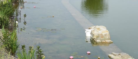 The organic swimming-pool