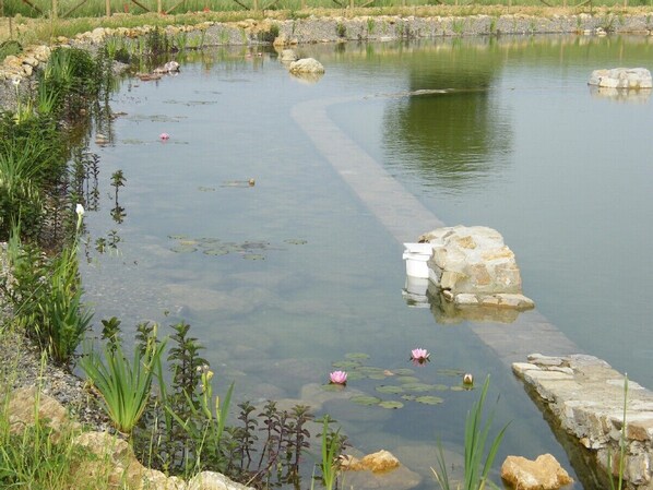 The organic swimming-pool