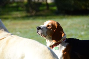 Animaux de compagnie acceptés
