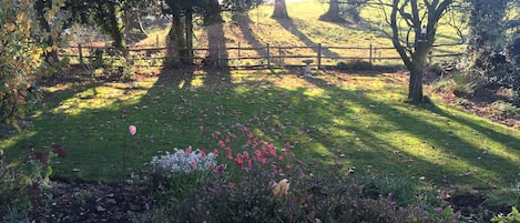 A view of the garden in autumn