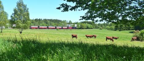 Schmalspurbahn mit Harzkühen