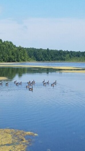 Geese on the Lake