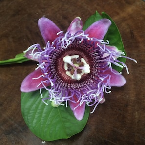 Passion fruit or lilikoi flower