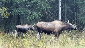 Mommy and baby moose.  Baby was born in our woods and returns for a visit often