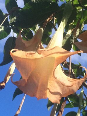 Trumpet flower.
