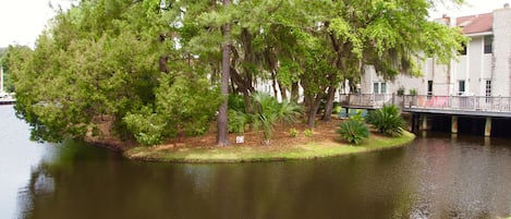 Feed turtles or fish in our neighborhood Lagoon