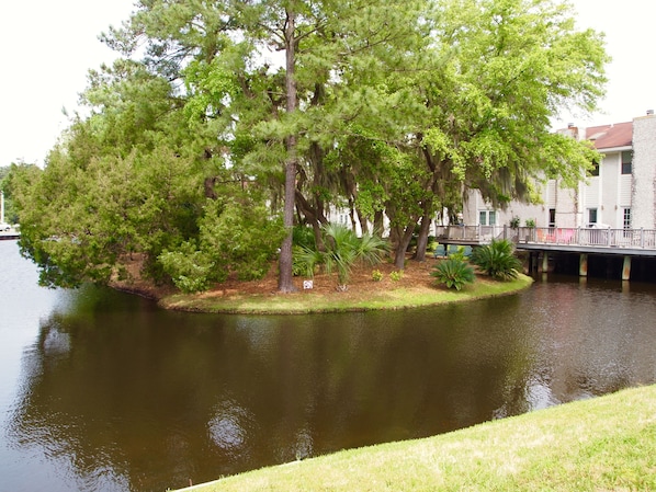 Feed turtles or fish in our neighborhood Lagoon