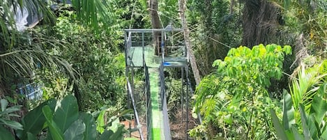 Tarzan Jungle Home's Indiana Bridge Jones and New zipline is up!