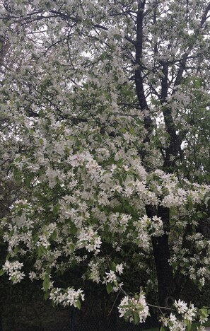 Spring blossoms in the apple orchard.