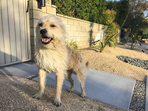 Furry friends are always welcome! 