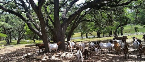 Terrenos do alojamento