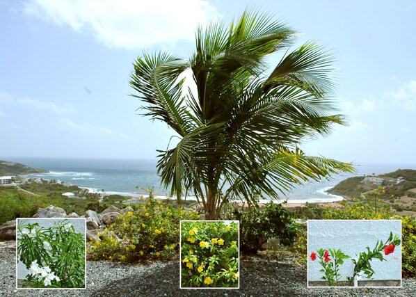Onsite villa grounds. Panoramic view of Atlantic Ocean and Island of St.Barths.
