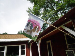 Welcome to Cavalier Cottage currently home to 5 rescued Cavaliers.
