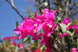 Bougainvillea blooming in the entryway