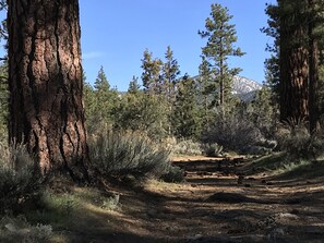 Rose Hill Trailhead is 100 yards from your front door!