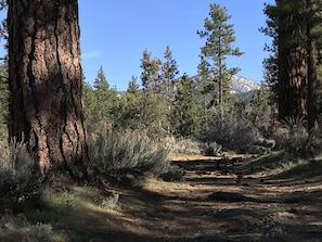 Rose Hill Trailhead is 100 yards from your front door!