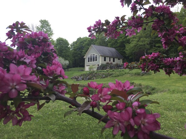 Spring in Vermont...soon to become a glorious summer. 