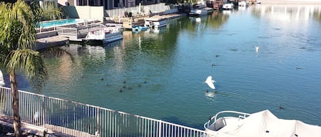 backyeard view   duck and egrets playing