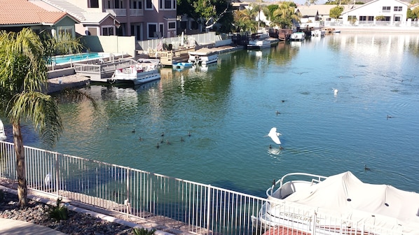 backyeard view duck and egrets playing