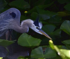 great blue heron fishing