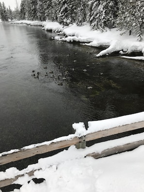 Feeding the Fish & Ducks (not on property) 