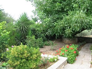 The old oak tree in the garden