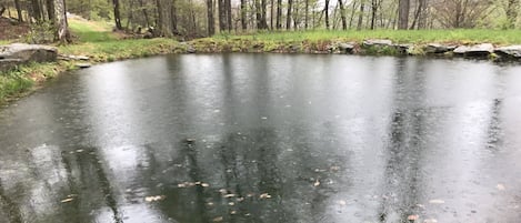 Trout stocked pond