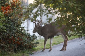 a visitor on our driveway