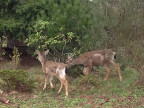 spring visitors in our neigbhour's yard