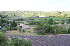 Vue de la terrasse sur les champs de lavande