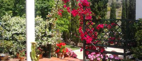 Von der Terrasse auf den Garten mit Jasminblüten im Frühling