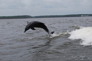 The residents of the back bay