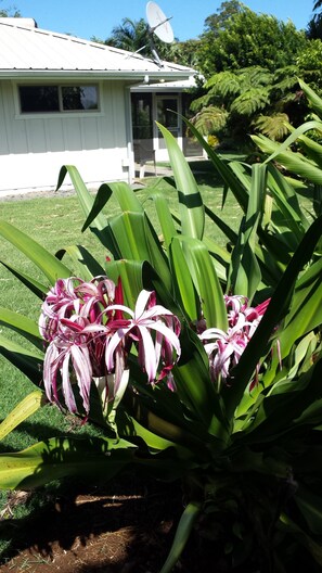 Spider lilies on the Hilo side of the house. Special treats abound on 3 acres