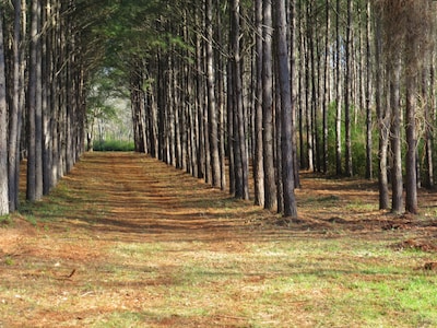 Zip Inn - Pineywoods, Hiking, Fishing,  - Quiet Country Setting Close In