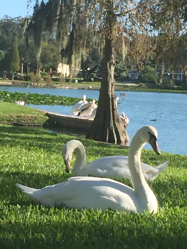 The Swans, Lake Morton at the end of the street 