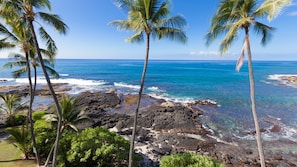 30 feet to the coral reefs where green turtles play