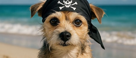 Pet-friendly months are October to March. No pets at other times, please.