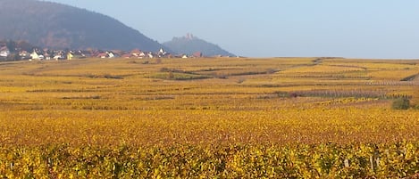 EN AUTOMNE A DEUX PAS DE LA RESSERRE 