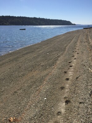 Deer tracks on the beach. You'll see lots of friendly deer on the island. 