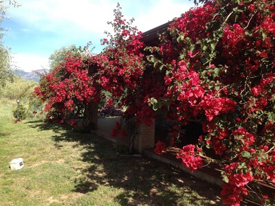 Casa Santina Haus in einem großen mediterranen Garten befindet