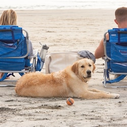 Walk north for 8 minutes and you are at Dog Beach