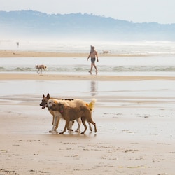 Where your dog can run off leash (seasonal)