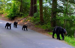 One of our mommas and her babies walking our street. 