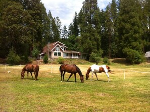 Horses grazing in late summer meadow