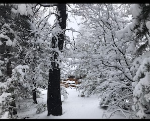 it's snow globe...day! A Glimpse of the back landscape