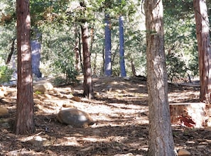 Part of our beautiful backhill property. Trees,bobcats,foxes, red blk king snake
