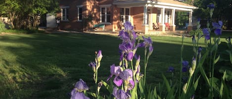 Front of house with irises in bloom.