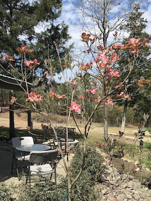 The Cherokee Chief dogwood in bloom by the La Cabana patio in April.
