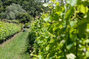 PiandellaChiesa-Farmhouse-Bio-Wine-Winetasting-Google-Guests-Holiday-Relax X