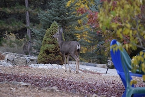 Abundant wildlife around the cabin